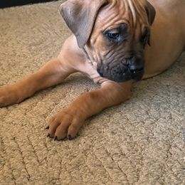 Boerboel Puppies from Erickson Ranch Boerboels