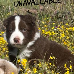 Audrey - Red female Border Collie puppy in Sanger, California from Flying M Cactus Ranch Buddies