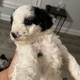Schnoodle Puppies from DM Schnoodles