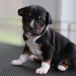Basenji Puppies from Dibu Basenjis
