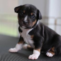 Basenji Puppies from Dibu Basenjis