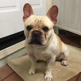 French Bulldogs from iDeal Frenchies Hawaii