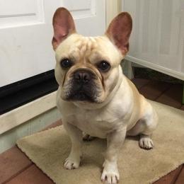 French Bulldogs from iDeal Frenchies Hawaii