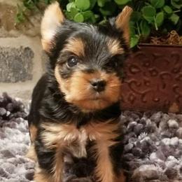 Diamond - Black and gold female Yorkshire Terrier puppy in Hot Springs, Arkansas from Kimberly's Lovable Littles