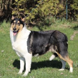 Vera - Collie