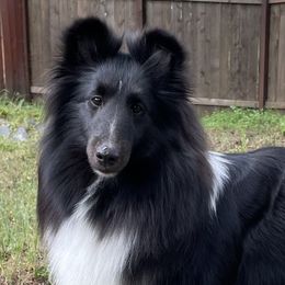 Shetland Sheepdogs from Luxe Shetland Sheepdogs