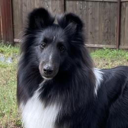 Shetland Sheepdogs from Luxe Shetland Sheepdogs
