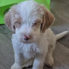 Harley - White male Double Doodle puppy in Norfolk, Massachusetts from Cat's Golden Labradoodles