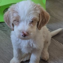 Harley - White male Double Doodle puppy in Norfolk, Massachusetts from Cat's Golden Labradoodles