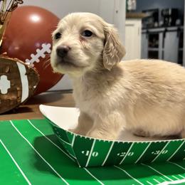 Red - Red female Dachshund puppy in Crestview, Florida from Neverending Dachies