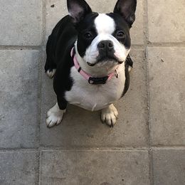 Boston Terriers from Tiny Patch Farms