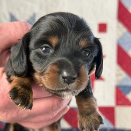 Sterling - Black and tan female Dachshund puppy in Milo, Missouri from Gillian’s Darling’ Doxies