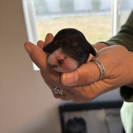 Sweet pink - Black and white female Cavapoo puppy in Nampa,, Idaho from Clig Doodle Days