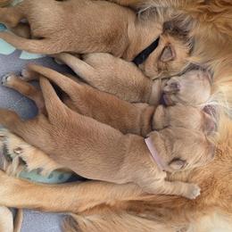 4th pick - Golden male Golden Retriever puppy in Inverness, Florida from Sydney’s Goldens