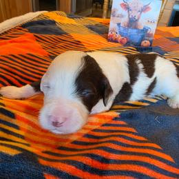 Boy 3 - Brown and white male Portuguese Water Dog puppy in Indianola, Utah from Mlee puppies