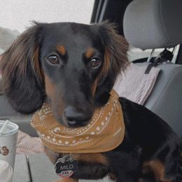 Dachshunds from Blueberry Hill Mini Dachshunds
