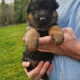 Black Boy - Black and red male German Shepherd puppy in Longview, Washington from Bunkerhill Shepherds