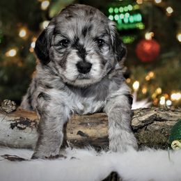 Goldendoodle and Aussiedoodle Puppies from Sister Doodles