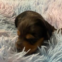Dimples - Dapple male Dachshund puppy in Elizabethtown, Kentucky from Teeny Tiny Puppy Tails