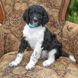 Timber - Parti male Goldendoodle puppy in Idaho Falls, Idaho from High Quality Goldendoodles