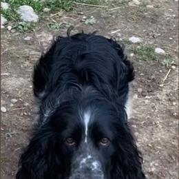 Eli - English Springer Spaniel