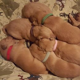 Golden Retriever Puppies from Arkansas River Golden Retrievers