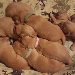 Golden Retriever Puppies from Arkansas River Golden Retrievers