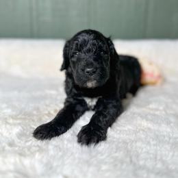Cherry - Black female Goldendoodle puppy in Osage City, Kansas from Golden Ridge Goldens