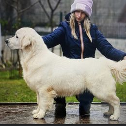 Lucy - Golden Retriever