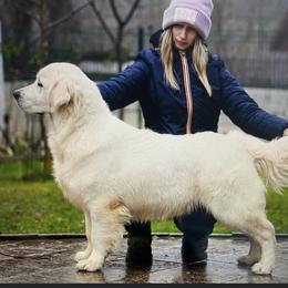Lucy - Golden Retriever