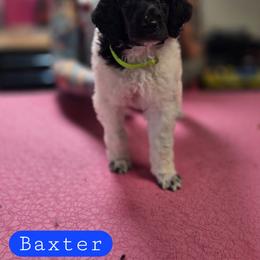 Baxter - Parti male Poodle puppy in Blue Ridge, Georgia from Beltane Standard Poodles
