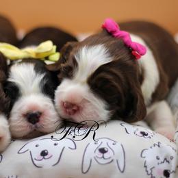 English Springer Spaniel and Springerdoodle Puppies from Family Raised Doodles