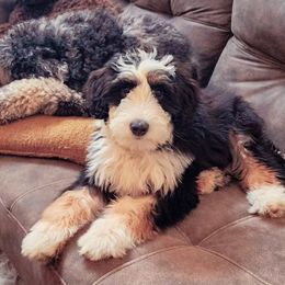 Australian Labradoodle, Bernedoodle, and Sheepadoodle Puppies from Lookingglass Doodles