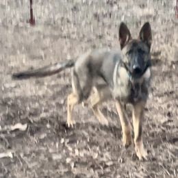 German Shepherd puppies from Knott's Shepherds