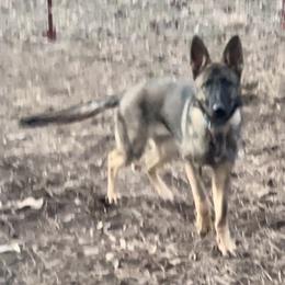 German Shepherd puppies from Knott's Shepherds