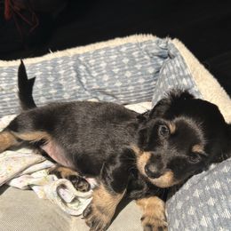 SOLD Winnie (little Miss Green) - Black female Dachshund puppy in Missoula, Montana from Blue Star Dachshunds
