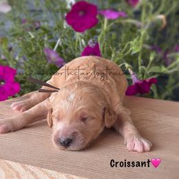 Croissant - Cream female Goldendoodle puppy in Lancaster, Minnesota from North Star Dog Training