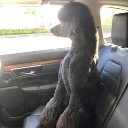 DUCHESS - Poodle