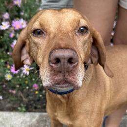 Boy - Vizsla