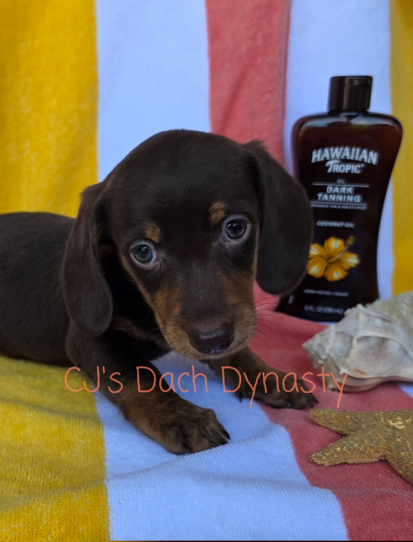 MAY 4000 - Chocolate and tan female Dachshund puppy in Gatesville, Texas from CJ's Dach Dynasty