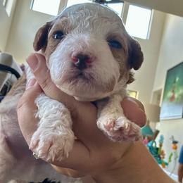 Piglet - Red male Cavapoo puppy in Liberty Hill, Texas from Cuddlebug Cavapoos of Austin