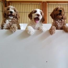 Australian Labradoodles from Blue Opal Labradoodles