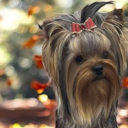 Yorkshire Terriers from Wild Clover Yorkshire Terriers