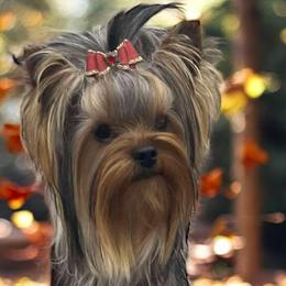 Yorkshire Terriers from Wild Clover Yorkshire Terriers