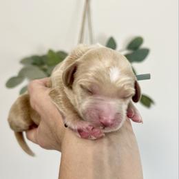 Oakly - Parti male Goldendoodle puppy in S AI Nt John, Indiana from Lulu's Goldendoodles