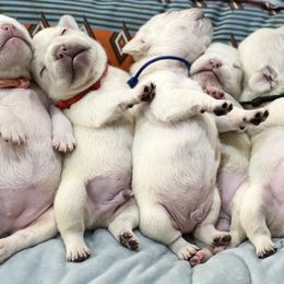 French Bulldog Puppies from Phillips Family Frenchies