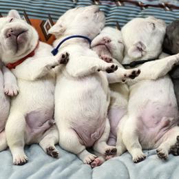 French Bulldog Puppies from Phillips Family Frenchies