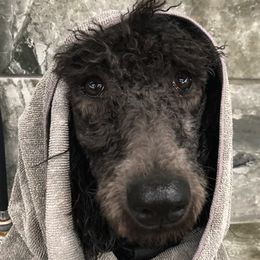 Poodle All Grown Up from Pearson’s Poodles