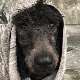 Poodle All Grown Up from Pearson’s Poodles