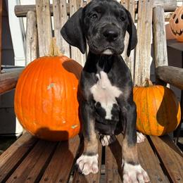 Silk - Black female Great Dane puppy in Wellsville, New York from Prophecy Danes